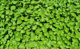Centella Asiatica: Het Kalmerende Wonderingrediënt