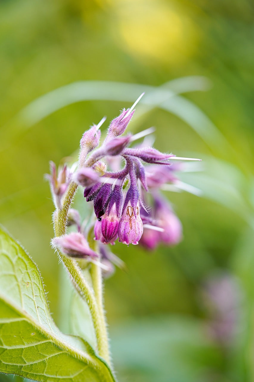 Allantoin: Het Verzachtende Wonder