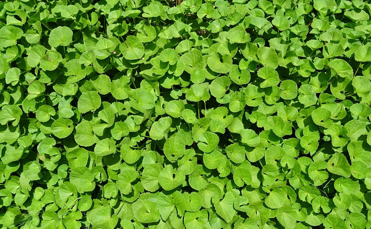 Centella Asiatica: Het Kalmerende Wonderingrediënt