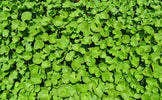 Centella Asiatica: Het Kalmerende Wonderingrediënt